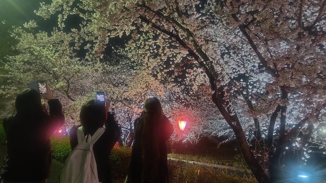 夜桜.JPG