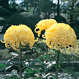 町の花　キク